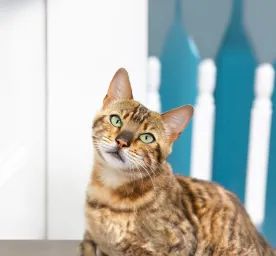 Do Cats Get Bored The Tell-Tale Signs of Cat Boredom