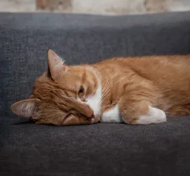Do Cats Get Depressed Here’s What You Should Know