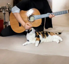 Do cats like music?