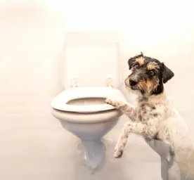 Dog Constipation: Everything You Need to Know