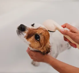 Dog Dandruff Causes and Tips to Treat it