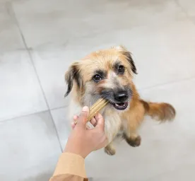 Dog Dental Health Warning Signs