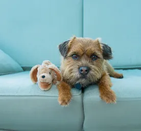 Dog Depression – Symptoms & Treatment
