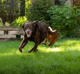 Dog Exercise and Staying Healthy