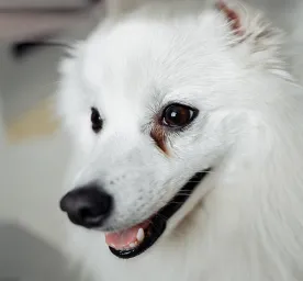 Dog Eye Infections Symptoms and Treatments