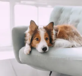 Dog Hackles  Why Do Dog’s Hairs Stand Up