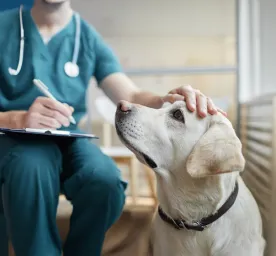 Dog Plaque: All You Need to Know
