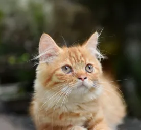 Dwarfism In Cats