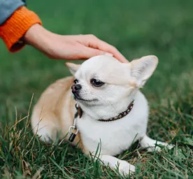 Dwarfism in Dogs