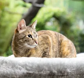 Essential Information for Breeding Cats