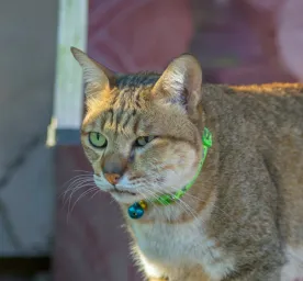 Everything You Need to Know About Cat Abscesses