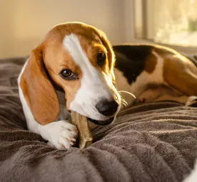 Excessive Dog Chewing