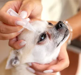 Eye Drops for Dogs Types & When Do Dogs Need Them