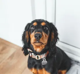 Find the Perfect Male Dog Name for the New Puppy in Your Life