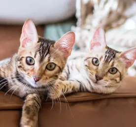 Getting a Cat or Kitten