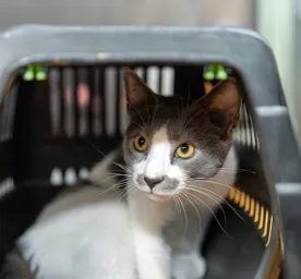 Giving Up a Cat for Adoption: Advice for Struggling Owners