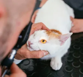 Glaucoma in Cats: Causes, Signs & Treatment