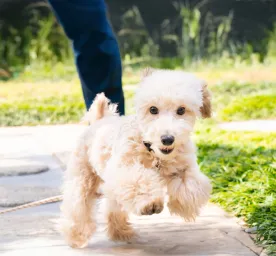 Grooming Short and Long Haired Dogs