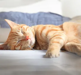 The 10 Cat Sleeping Positions and What They Mean