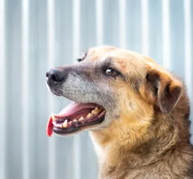 Halitosis and Bad Breath in Dogs