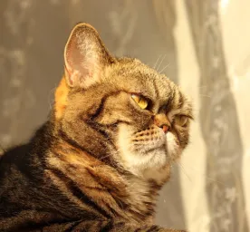Hay fever in cats