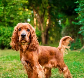 Health Problems in Cocker Spaniels