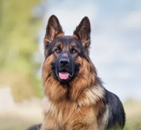 Health Problems in German Shepherds