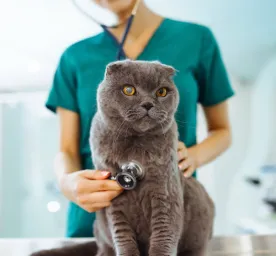 Heart Murmur in Cats: What It Is, Symptoms & Treatment 