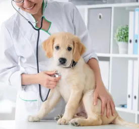 Heart Murmur in Dogs: Symptoms, Causes & Treatment