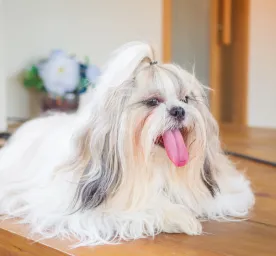Heat Stroke in Dogs: How to Recognise the Symptoms and Act Swiftly