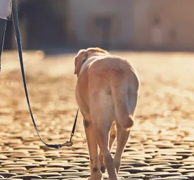 Helping Dogs Feel Comfortable When Out In The City