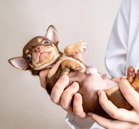 Hernias in Dogs What You Need to Know