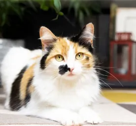 How Long Can You Leave a Cat or Kitten Alone