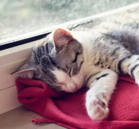 How Long Do Cats Sleep?