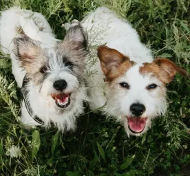 How Long Do Dogs Really Live