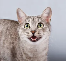 How Many Teeth Do Cats Have? Revealed!