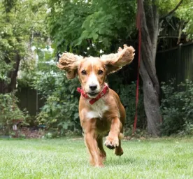 How Much Does a Puppy Cost? All You Need to Know