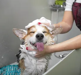 How to Bathe a Dog