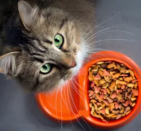 How to Choose the Best Cat Food for Your Pet
