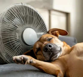 How to Cool Down a Dog and Keep Them Cool