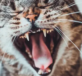 How to Look After Your Cat's Teeth