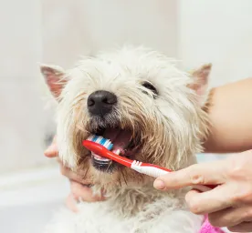 How to Look After Your Dog's Teeth