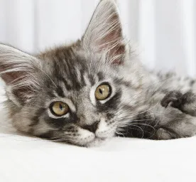 How to Spot and Treat Cat Anxiety