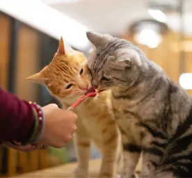 How to Stop Cats Fighting