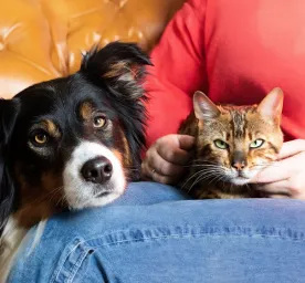 How to Stop Your Dog Chasing Your Cat