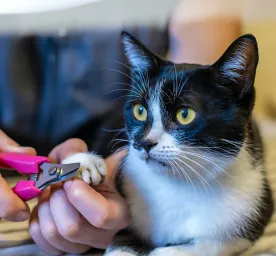 How to Trim Cat Nail Our Stress-Free Guide
