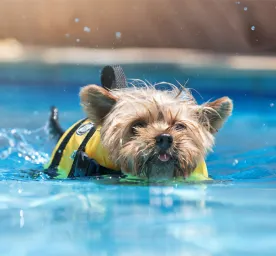 Hydrotherapy for Dogs