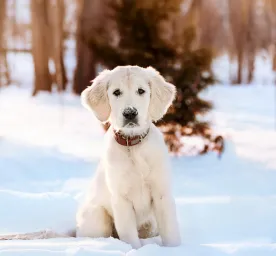 Hypothyroidism in Dogs Symptoms and Treatment