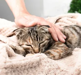 Incontinence in Cats