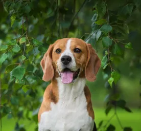 Is Ivy Poisonous to Dogs